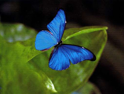 Débutants - Mai 2009 Papillon+morpho+bleu