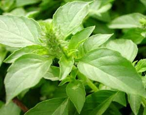 herbal kemangi 7 Jenis Tanaman yang Bisa Digunakan Sebagai Deodoran Alami