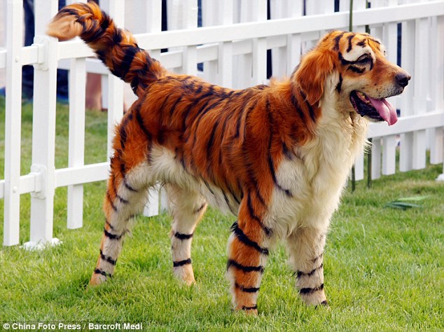 Meet the Tiger Dog: Chinese pet owners dye pets to look like wild animals in 