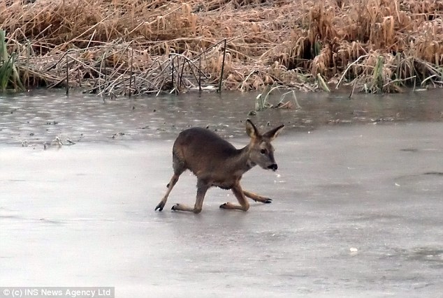 Cartoon Images Of Deer. cartoon Bambi, this deer