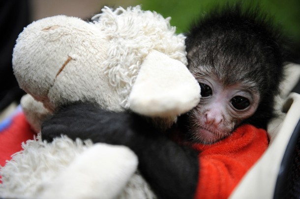 The black headed spider monkey The black headed spider monkey