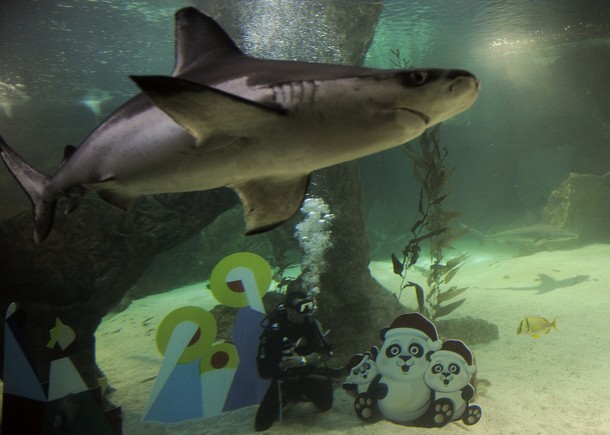 Dailyanimalfwd Sharks Swim Around A Nativity Scene And Other
