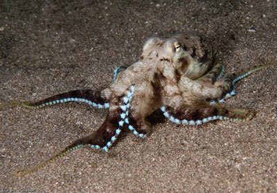 Octopus, Mucky Pirates Bay, Pemuteran, NW Bali