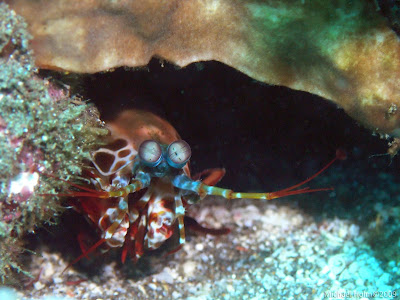 Yet another Mantis Shrimp, Pemuteran, Bali Yet another Mantis Shrimp, Pemuteran, Bali