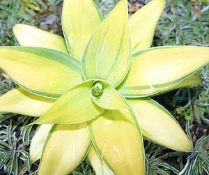 [Agave+Karas+Stripes.jpg]