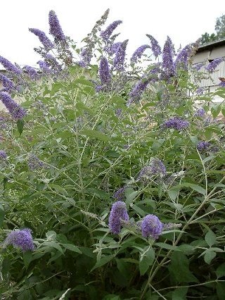 [buddleja+davidii.jpg]