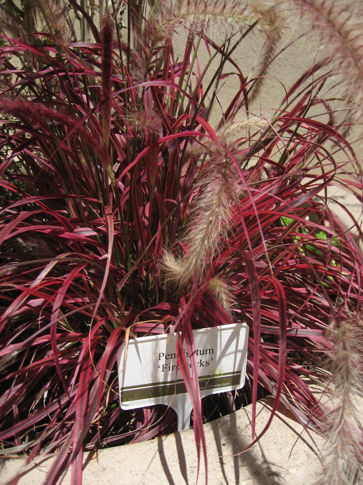 [Pennisetum+fireworks.JPG]