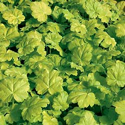 [heuchera+key+lime+pie.jpg]