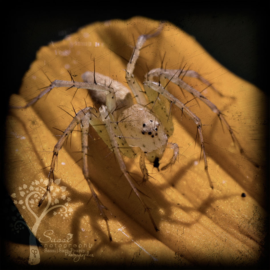 [2008-11-07-008b-ttv-sm.jpg]