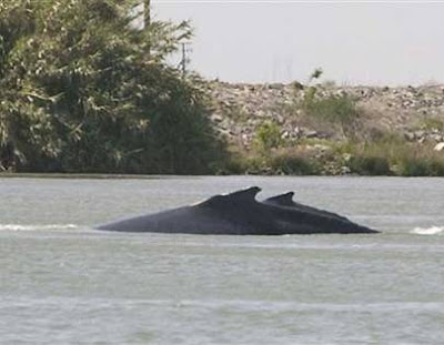 In May 2007 two disoriented whales swim up the Sacramento Delta