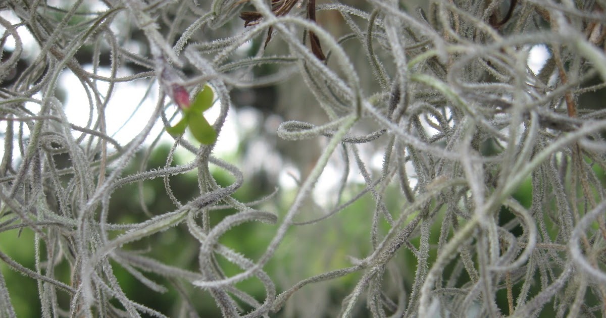 Bonsai Beginnings Spanish moss is in full bloom