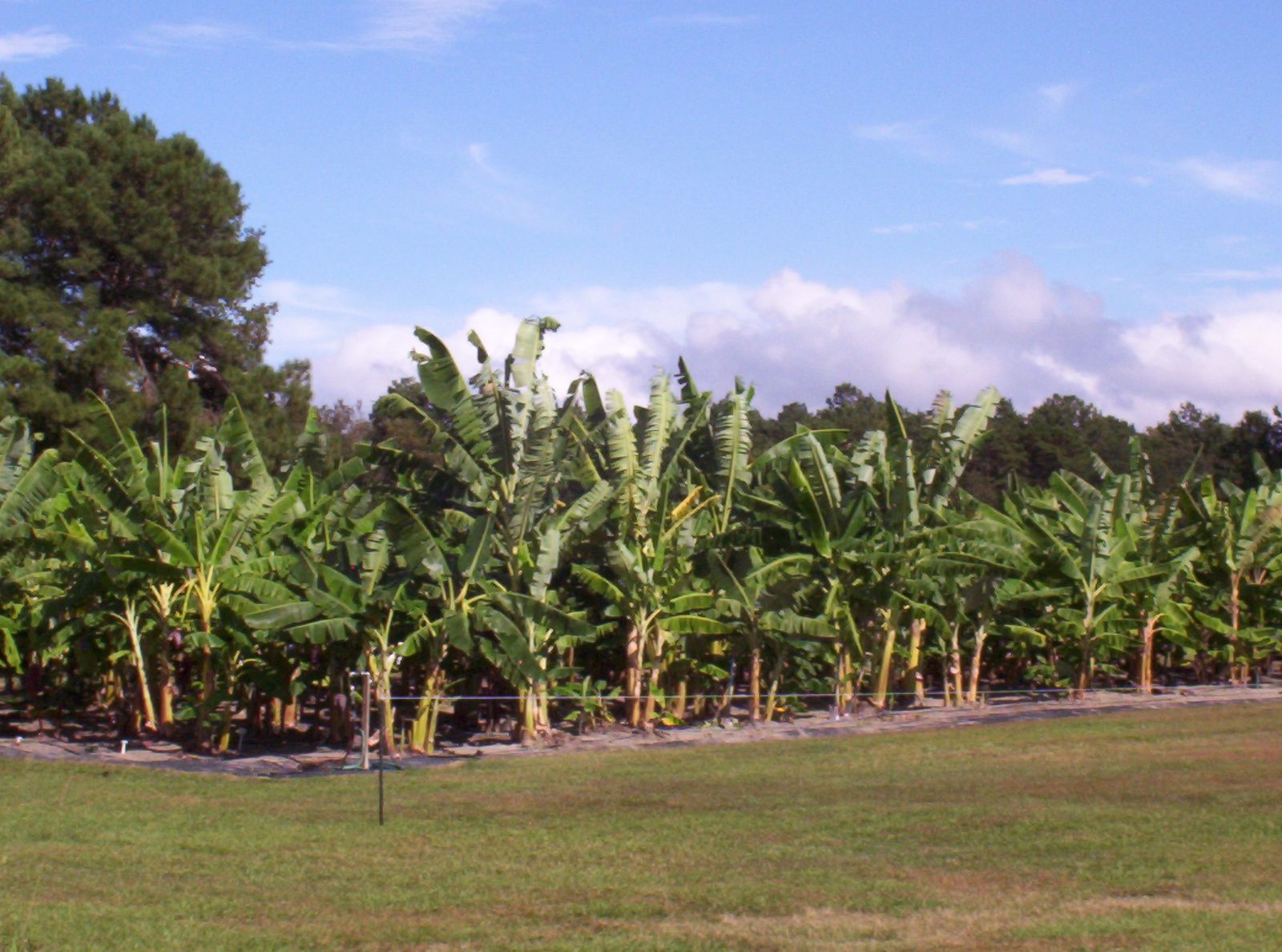 Bonsai Beginnings Spring Garden Festival Bamboo Farm & Coastal Gardens