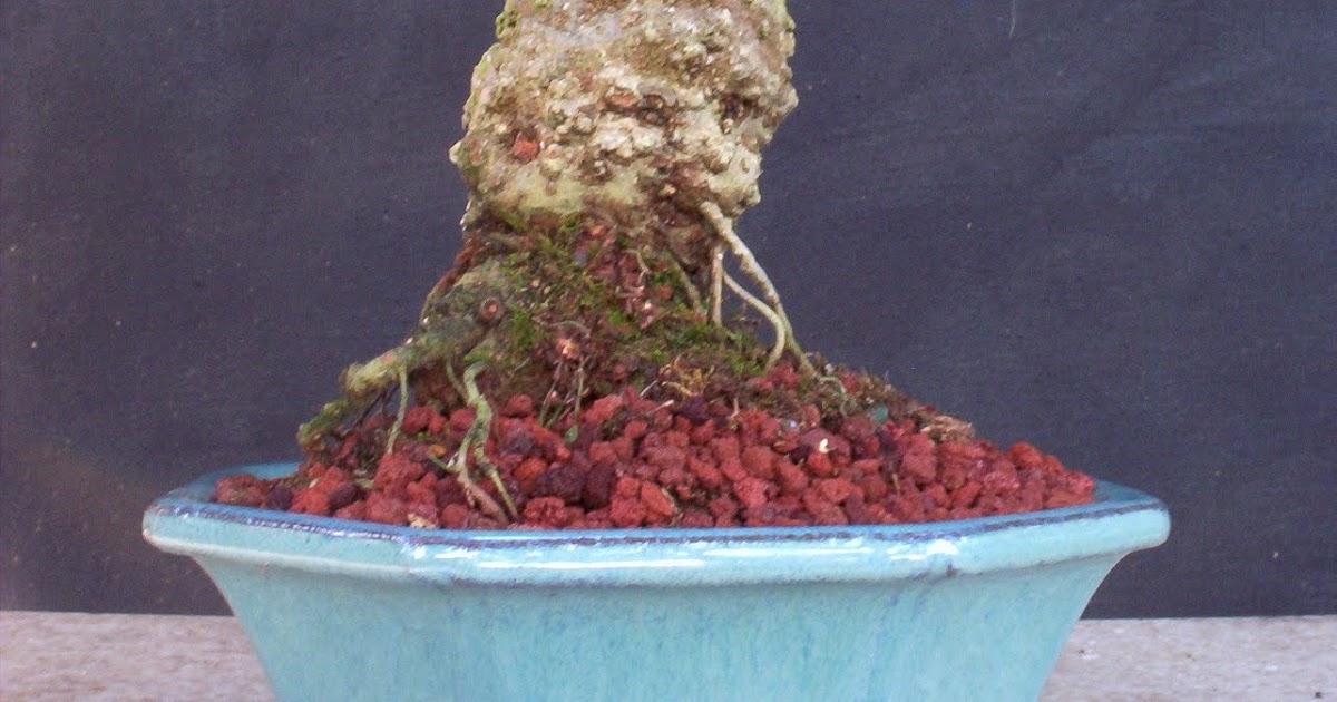 Bonsai Beginnings Starting Bonsai Trees from Seeds