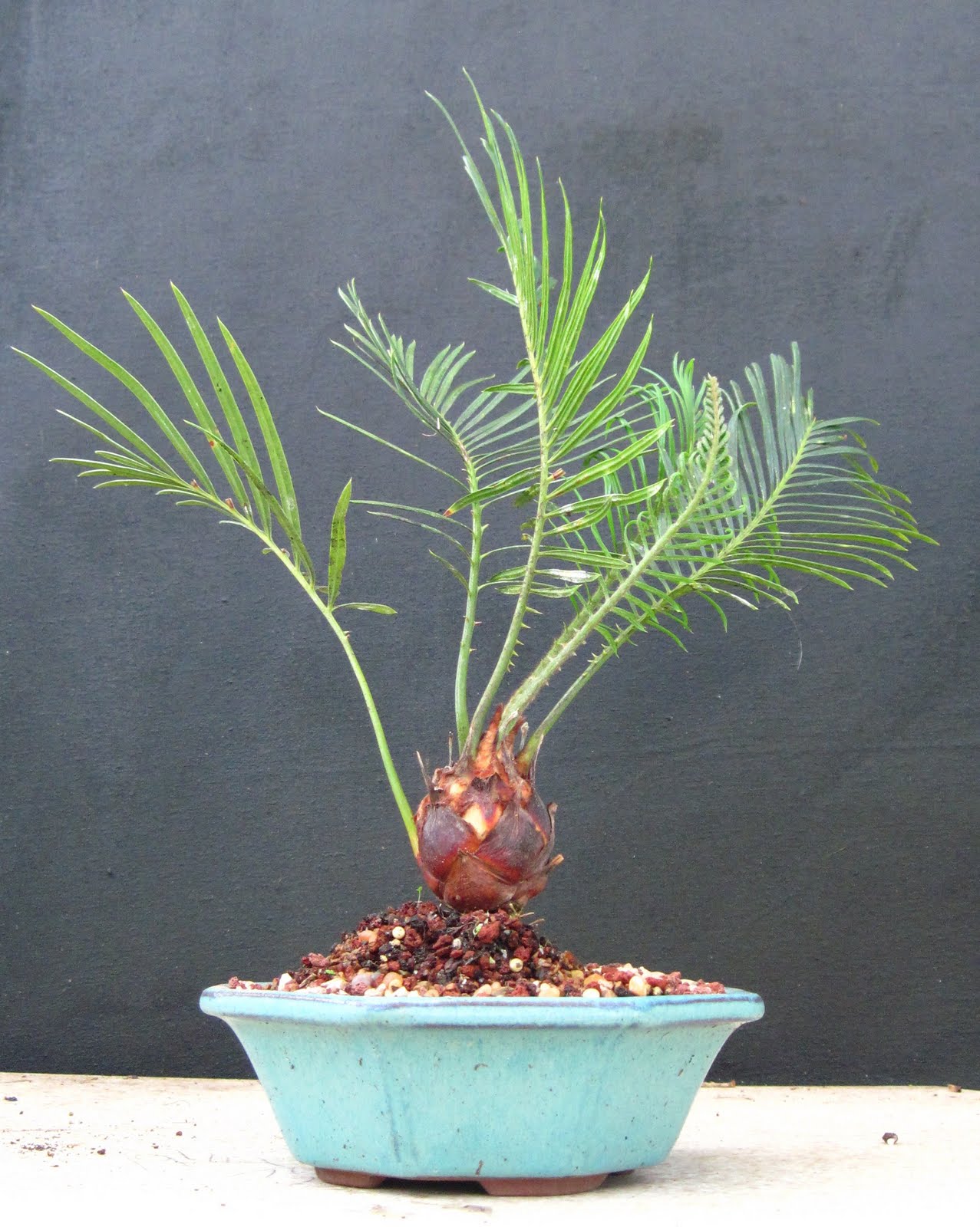 Bonsai Beginnings Starting Bonsai Trees From Seeds Bonsai Beginnings Starting Bonsai Trees From Seeds