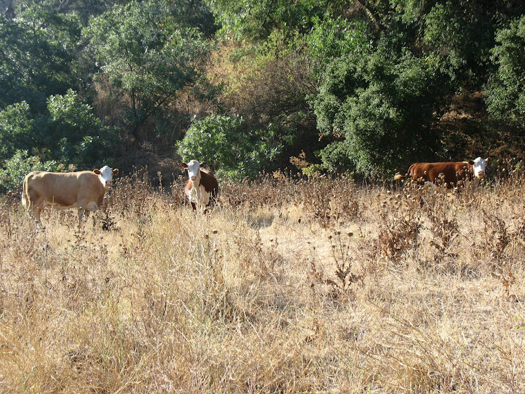 Residents of Soquel Canyon