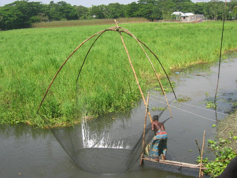 Cultivation of rice