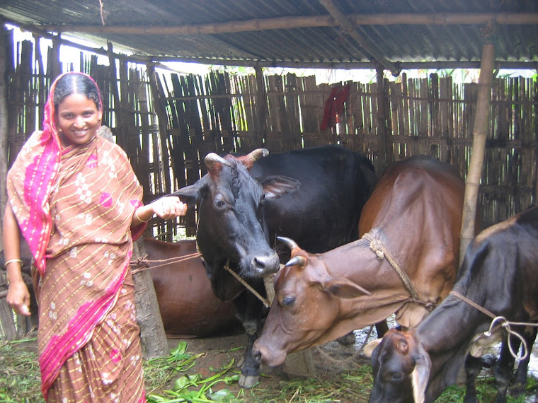 Loan utilisation supervision - 3 milk cows