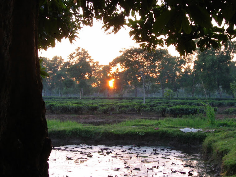 Sunset in the tea estates of Sylhet