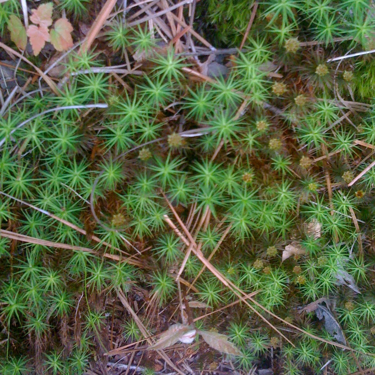 the rusty hoe how to grow moss