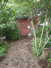 The back garden.