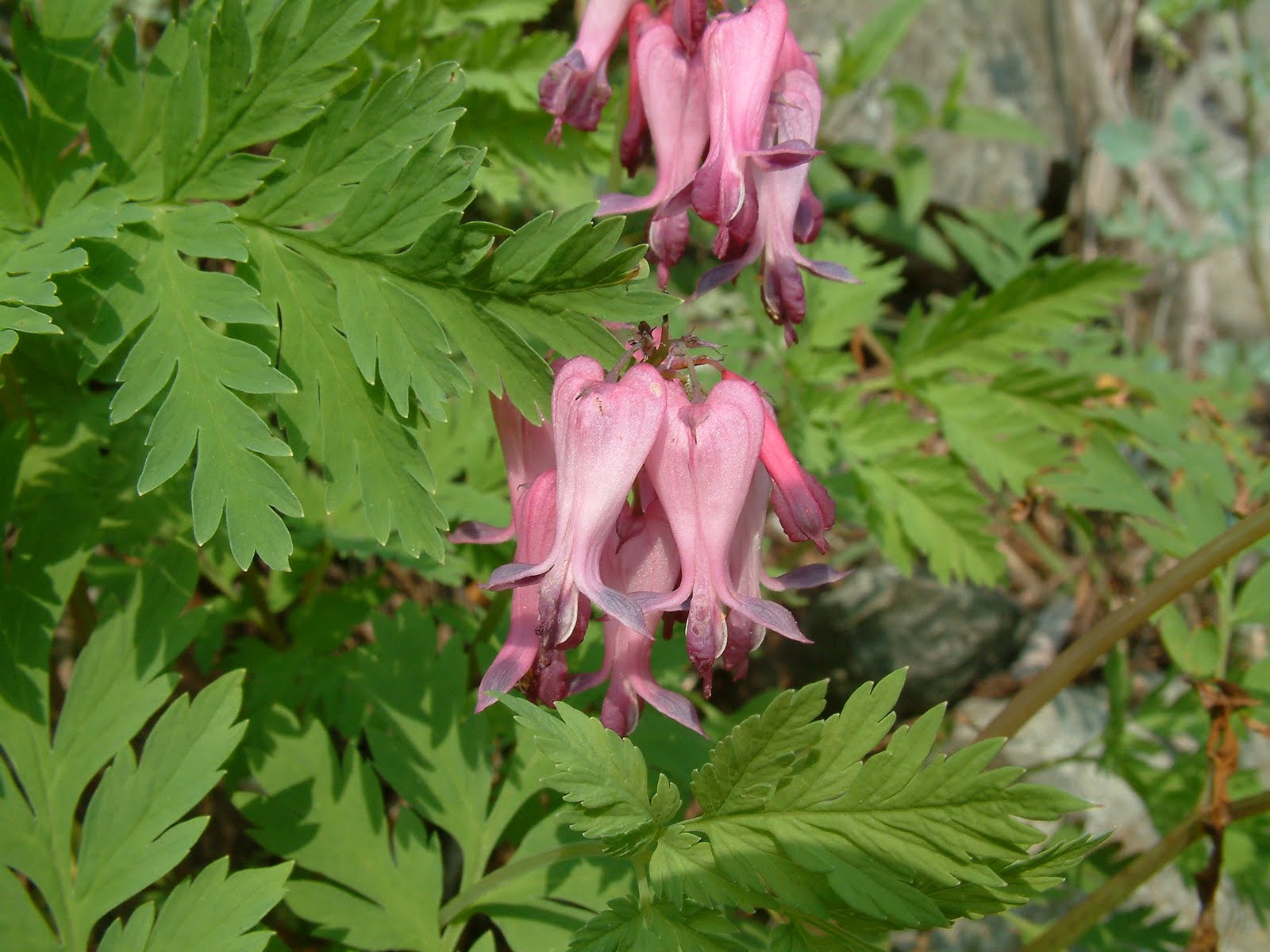 Winterberry Farm Primitives Garden Blog Dicentra eximia, The Little