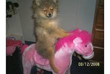 Cowdogs really do exist!! : Giddy  up donkey!!