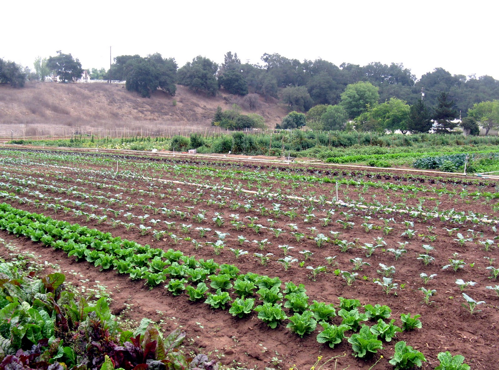 the sky is big in pasadena organic farm in ojai