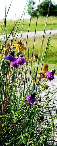 Purple prairie clover (Petalostemum purpureum) Purple prairie clover (Petalostemum purpureum)