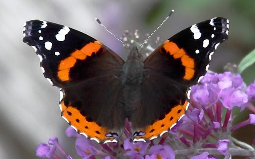 Red Admiral (Vanessa atalanta) Red Admiral (Vanessa atalanta)