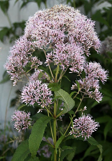 Purple Joe-Pye weed (Eupatorium purpureum) Purple Joe-Pye weed (Eupatorium purpureum)