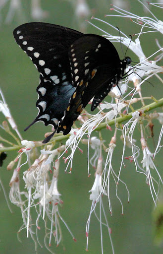 Spicebush Swallowtail Butterfly (Papillo troilus) on a Bottlebrush Buckeye (Aesculus parviflora) Spicebush Swallowtail Butterfly (Papillo troilus) on a Bottlebrush Buckeye (Aesculus parviflora)