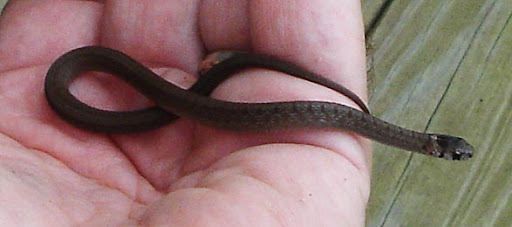 Rat Snake (Elaphe obsoleta) Rat Snake (Elaphe obsoleta)