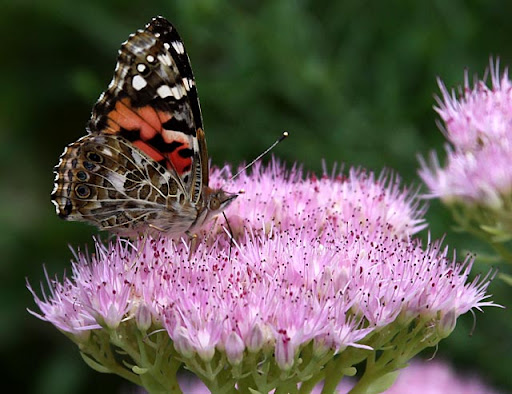 Sedum bloom and Painted Lady Sedum bloom and Painted Lady