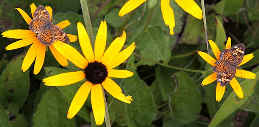 black-eyed susans and pearl crescents black-eyed susans and pearl crescents