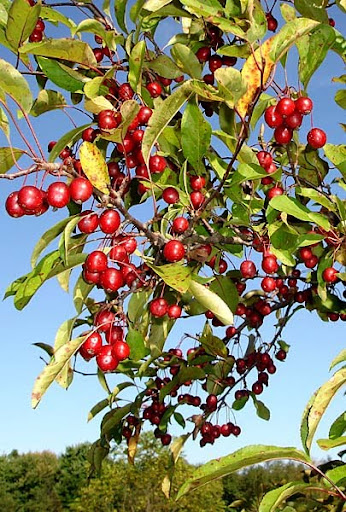 crab apple tree (Malus 'Prairie fire') crab apple tree (Malus 'Prairie fire')