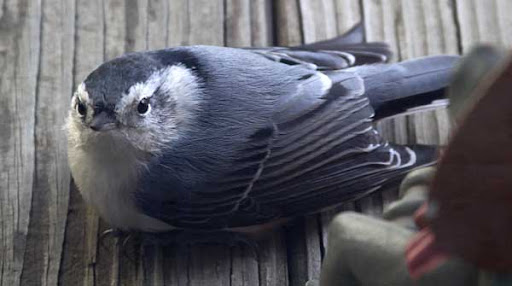 White-breasted Nuthatch (Sitta carolinensis) White-breasted Nuthatch (Sitta carolinensis)