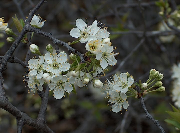 Texas Farm and Garden Variety Mexican Plum Tree (Prunus mexicana)
