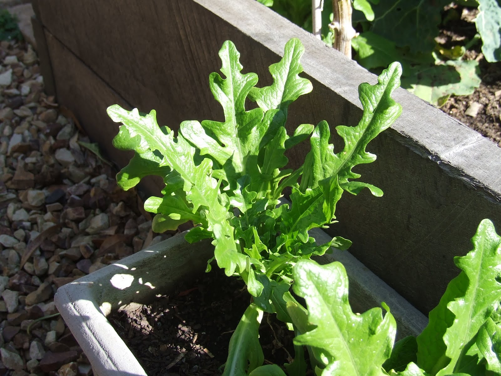 [Veggie+Patch+Aug+09+016.jpg]