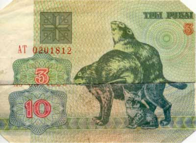 Beaver Jpg