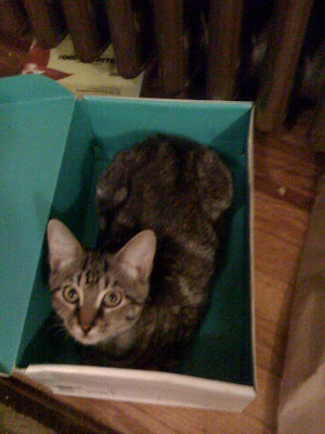 Surprise! Cat in a box!
