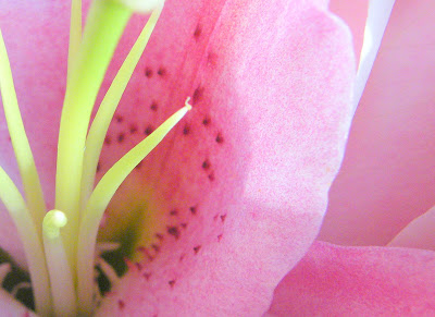Soothing Flowers
