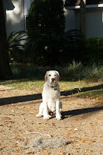 Im a spunky young yellow lab with lots of potential.