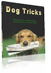 Daily dog tricks