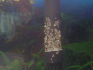 Angel Fish Eggs