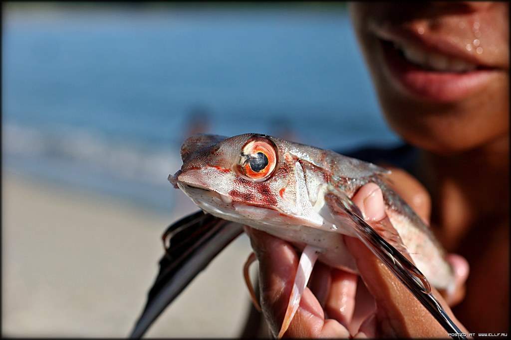 Flying Fish Fact Pictures Videos Believe It or Not