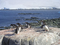 Gentoo Pinguïns