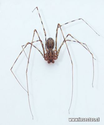 Araña Tigre