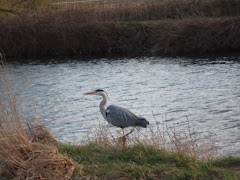 Stopping to watch the heron