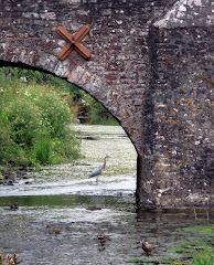 Heron under the bridge