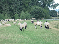 Sheep on the cycle path
